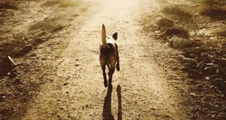 Dog-Double-Slide-750x400