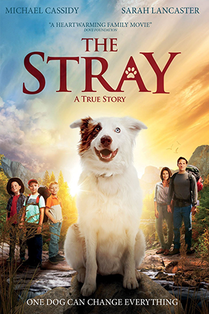 DVD-TheStray