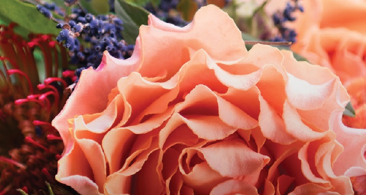 Walsh-Just-Let-Go-750x400