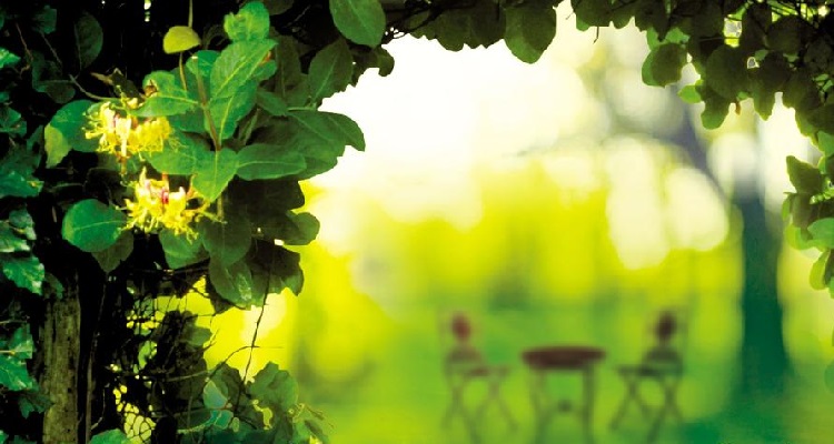 Hunter-Honeysuckle-Dreams-750x400